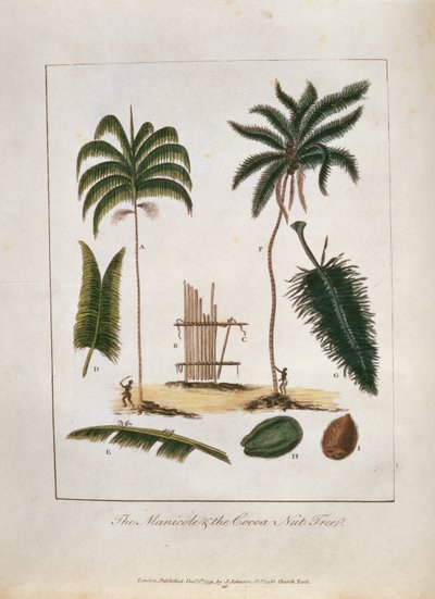The Manicole and the Cocoa Nut Tree, from 